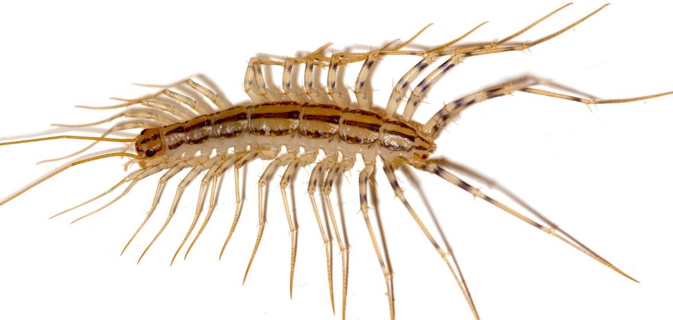 house centipede control